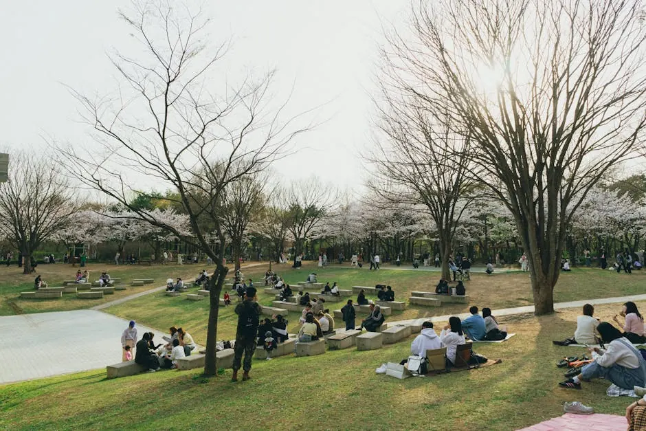 Seoul Cherry Blossom — Korea